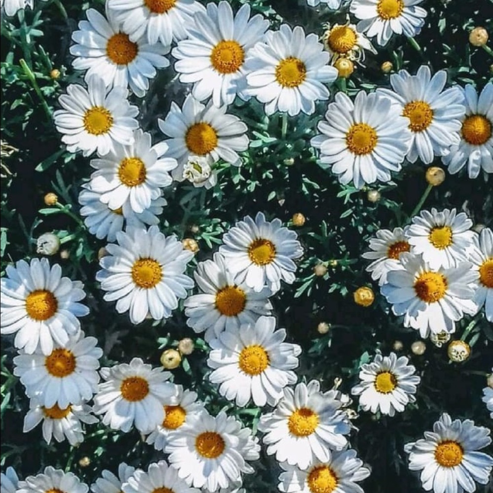 Meet your Posher, Mqds